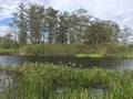 shore of the swamps and rivers of the marsh