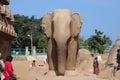 Elephant statue at Pancha Rathas at Mahabalipuram in Tamil Nadu, India