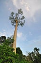 Shorea fagueteana or giant Mengaris tree in Sabah Borneo rainforest Royalty Free Stock Photo