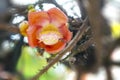 the Shorea robusta or Cannon Ball Flower blooming on the Sala tree Royalty Free Stock Photo