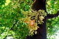 Shorea robusta or Cannonball flower from the tree Royalty Free Stock Photo