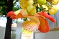 Shorea robusta or Cannonball flower from the tree Royalty Free Stock Photo