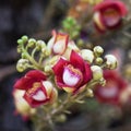 Shorea robusta closeup