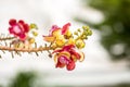 Shorea robusta flower. Sala flora or Shorea robusta flower on Cannonball Tree. Beautiful Shorea robusta blooming or Cannonball tre Royalty Free Stock Photo