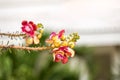 Shorea robusta flower. Sala flora or Shorea robusta flower on Cannonball Tree. Beautiful Shorea robusta blooming or Cannonball tre Royalty Free Stock Photo