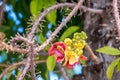 Shorea robusta flower. Sala flora or Shorea robusta flower on Cannonball Tree. Beautiful Shorea robusta blooming or Cannonball tre Royalty Free Stock Photo
