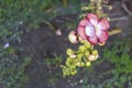 Shorea Robusta Flower from tropical garden in Northern Thailand Royalty Free Stock Photo