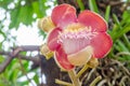 Shorea robusta,Gaertn flower in Thailand. Royalty Free Stock Photo