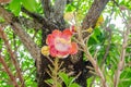 Shorea robusta,Gaertn flower in Thailand. Royalty Free Stock Photo