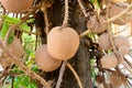 Shorea robusta roxb or Cannonball flower Royalty Free Stock Photo