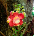 Shorea robusta,Sal flowers