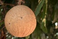 Shorea robusta tree,Cannonball tree.close up Royalty Free Stock Photo