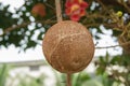 Shorea robusta Tree or Sal Fruit tree in Thai temple