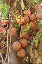 Shorea robusta tree