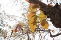 Shorea siamensis in the forest. Tree with leaves and flowers