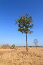 Shorea siamensis in parched rice field