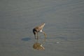 Shorebird Royalty Free Stock Photo