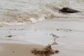 Shorebird on the beach