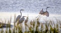 Shorebird Egrets and Herons, Hilton Head Island Royalty Free Stock Photo
