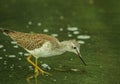 Greater Yellowlegs Looking For Food Royalty Free Stock Photo