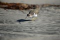 Shorebird Hunting Royalty Free Stock Photo