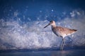 Shorebird by ocean Royalty Free Stock Photo