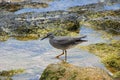 Shorebird in rock pools Royalty Free Stock Photo