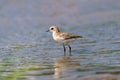 Shorebird in shallow water Royalty Free Stock Photo