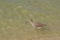 Shorebird Taking the Plunge in the Ocean Royalty Free Stock Photo