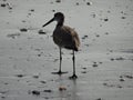 Shorebird walking along wet sand on beach