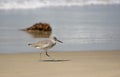 Shorebird walks along Hermosa Beach, California.