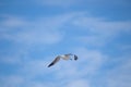 Pretty blue sky mixed with white clouds and a seagull flying across Royalty Free Stock Photo