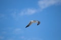 Beautiful blue sky with seagull flying across Royalty Free Stock Photo