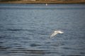 Shorebird with Wings Extended in Flight Over Water Royalty Free Stock Photo