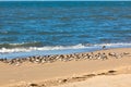 Shorebirds on a beach