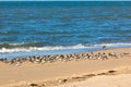 Shorebirds on a beach Royalty Free Stock Photo