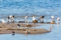 Shorebirds on a beach