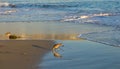 Shorebirds at the beach with waves and water in the background.