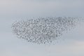 Shorebirds, Dunlin (Calidris alpina) migrating north in the Vacares pond in spring Royalty Free Stock Photo