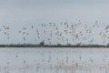 Shorebirds, Dunlin (Calidris alpina) migrating north in the Vacares pond in spring Royalty Free Stock Photo