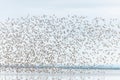 Shorebirds, Dunlin (Calidris alpina) migrating north in the Vacares pond in spring Royalty Free Stock Photo