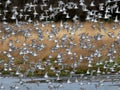 Shorebirds in Flight Royalty Free Stock Photo