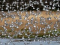 Shorebirds in Flight