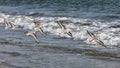 Shorebirds Flying