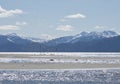 Shorebirds flying on an Alaskan Beach