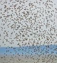 Shorebirds Flying Flock