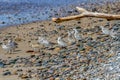 Shorebirds at the beach
