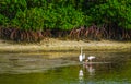 Shorebirds Meeting on a Mangrove Island