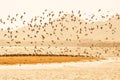 Shorebirds migration at sunset, flocks of shorebirds flying over sandy in the sea. Winter season. Libong Island, Trang Province, Royalty Free Stock Photo