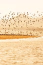 Shorebirds migration at sunset, flocks of shorebirds flying over sandy in the sea. Winter season. Libong Island, Trang Province, Royalty Free Stock Photo